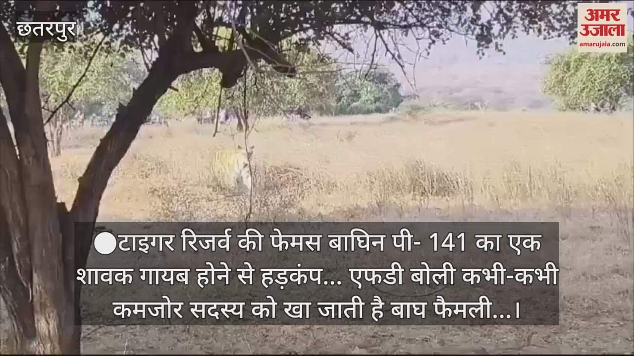 There is a stir due to disappearance of a cub of the famous tigress P-141 of the Tiger Reserve
