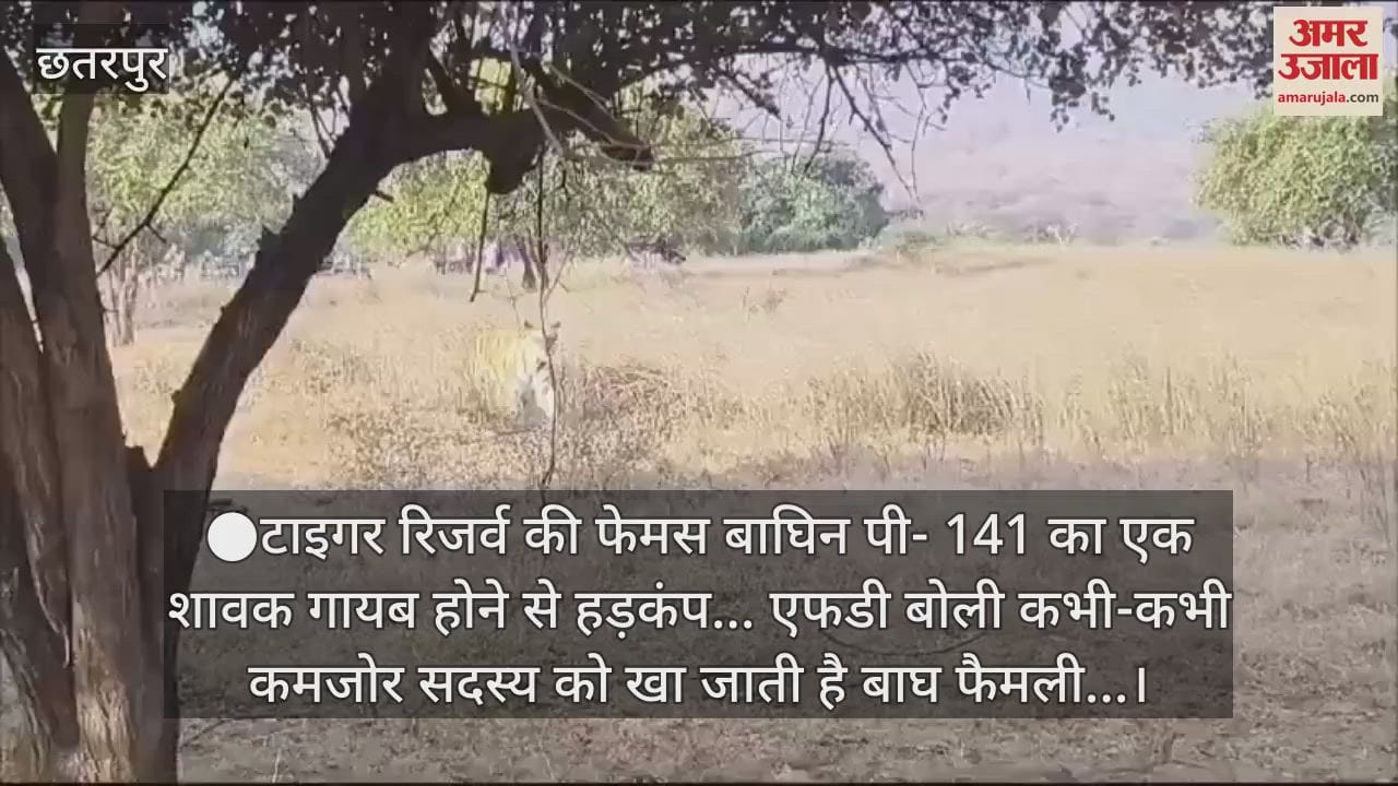 There is a stir due to disappearance of a cub of the famous tigress P-141 of the Tiger Reserve