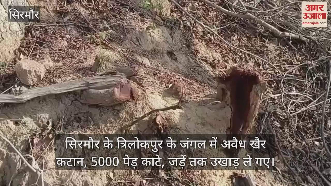 VIDEO : Illegal khair cutting in Sirmaur's Trilokpur forest, 5000 trees cut, even the roots uprooted