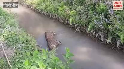 VIDEO : Leopard found dead in canal outside Pilibhit Tiger Reserve