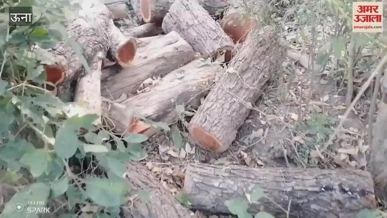 VIDEO : Trees cut from the private land of Vijay Kumar Lambad in Ward No Five of Dioli