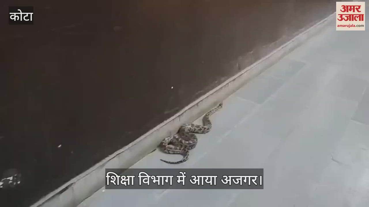 5 feet long python entered education department office, incident averted due to timely rescue