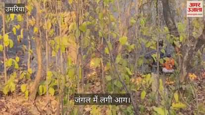 Umaria News: The fire set by villagers in Banoda-Barbaspur forest poses a danger