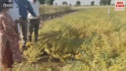 VIDEO : Agricultural scientists arrived in Hisar to inspect organic farming of HA-5 chickpea