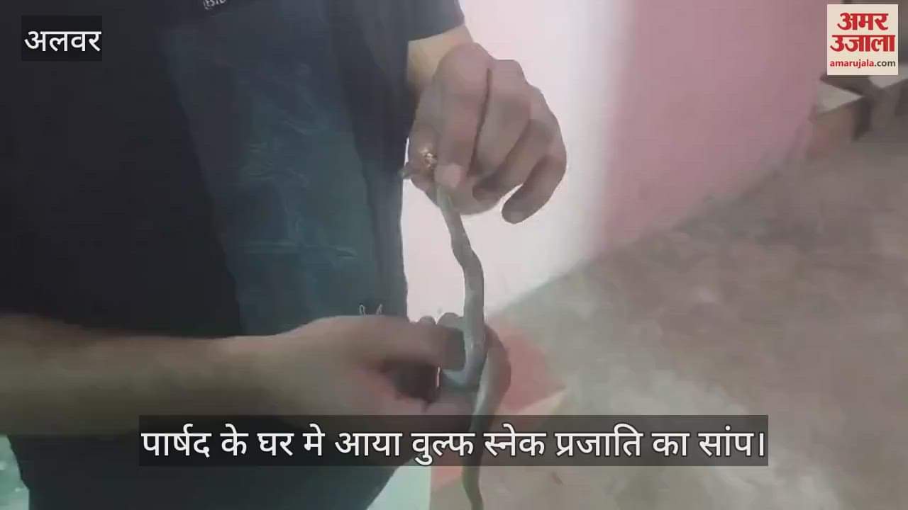 Alwar News Snake in councillor house family ran out as soon as they saw it wolf snake was rescued