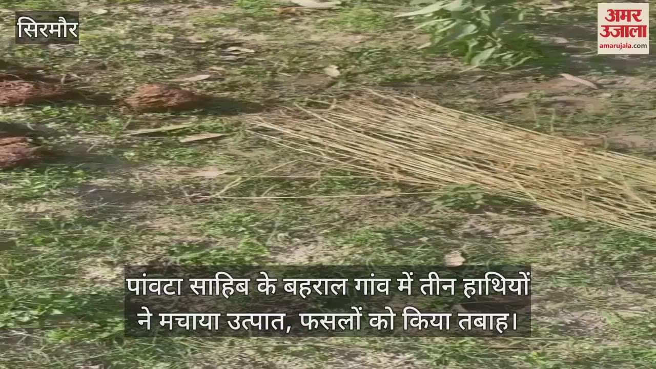 VIDEO : Three elephants created havoc in Bahral village of Paonta Sahib, destroyed crops