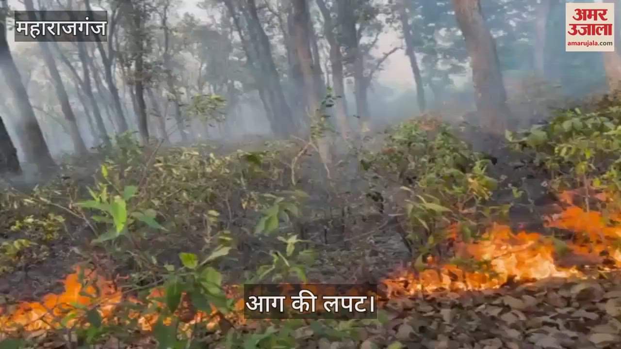VIDEO : They were scared of the fire in the forest of Pakdi range