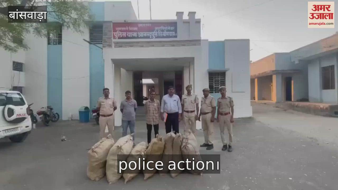 Banswara News: Ganja was being cultivated in the middle of the maize crop, 96 kg drugs recovered, one arrested