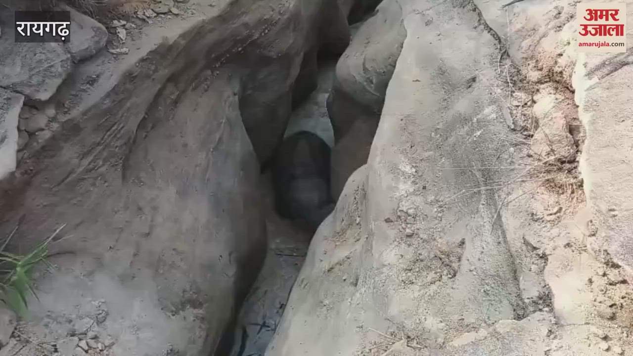 VIDEO : An elephant cub got separated from the herd and fell into a pit