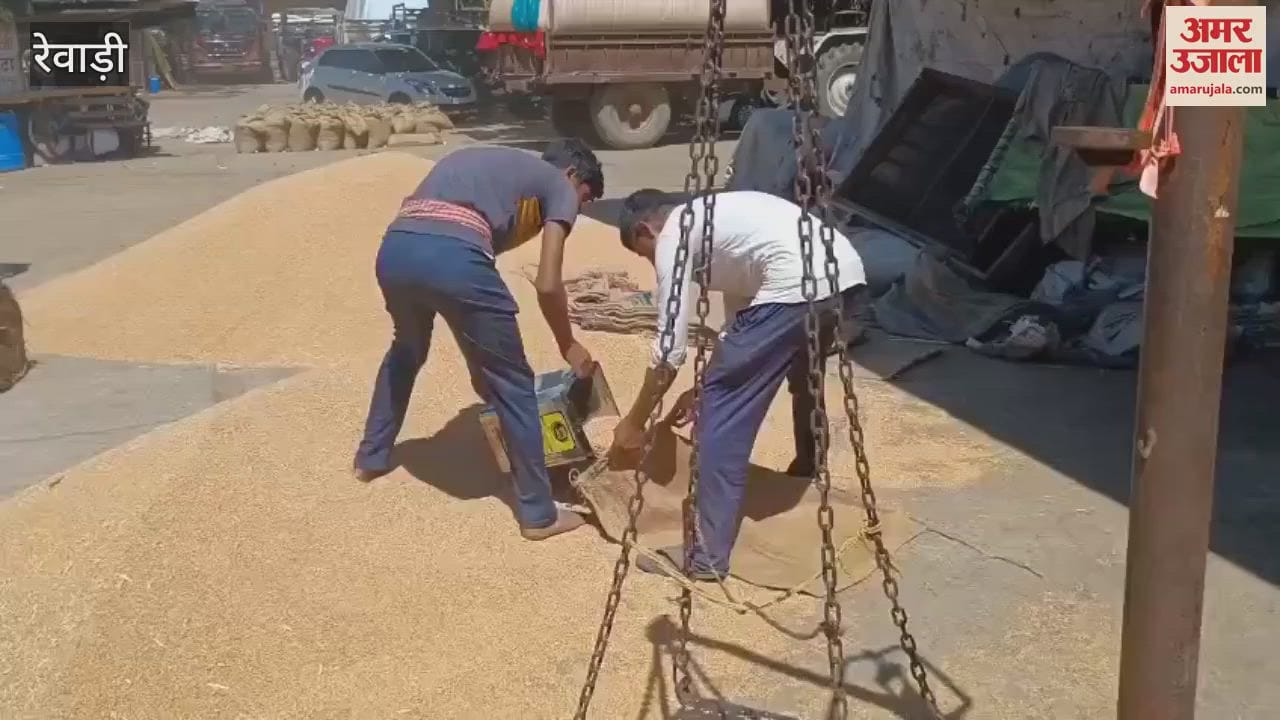 VIDEO : रेवाड़ी अनाज मंडी में गेहूं की आवक हुई शुरू
