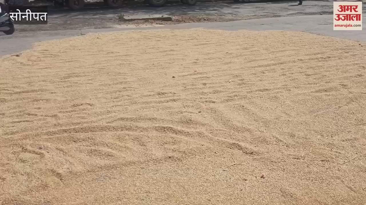 VIDEO : On the first day in Sonipat, two farmers reached the market with wheat, wheat was not purchased due to high moisture content