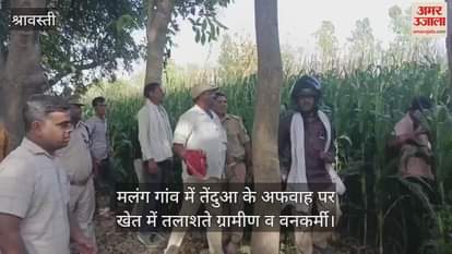 VIDEO : श्रावस्ती: तेंदुआ होने की अफवाह पर ग्रामीणों संग खेत खंगालते रहे वनकर्मी, सूचना पर पहुंचे वनकर्मी