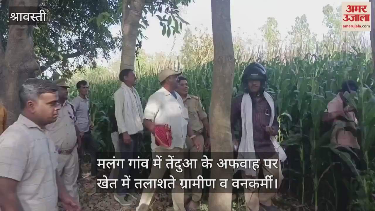 VIDEO : श्रावस्ती: तेंदुआ होने की अफवाह पर ग्रामीणों संग खेत खंगालते रहे वनकर्मी, सूचना पर पहुंचे वनकर्मी