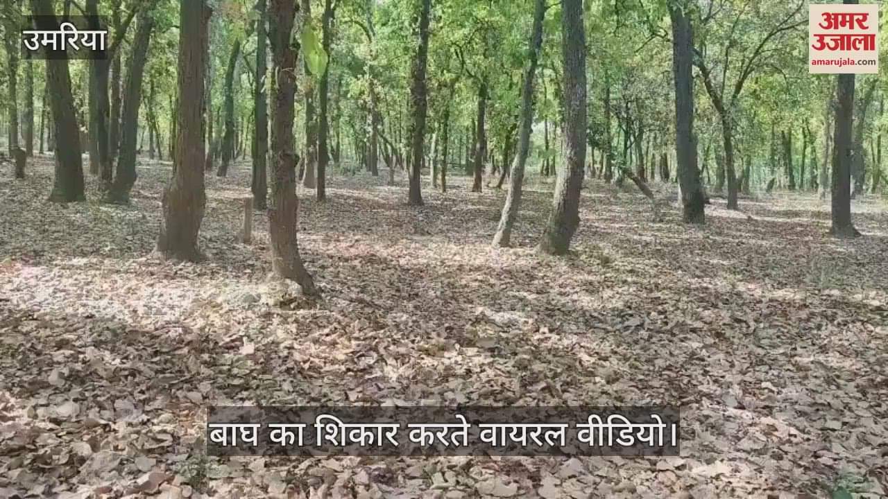 Jhumhol tiger hunted in Bandhavgarh Tiger Reserve, tourists captured amazing views