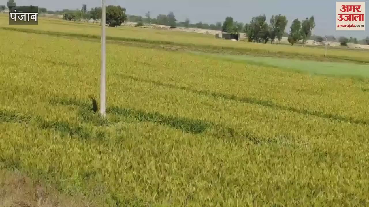 VIDEO : Wheat has not reached Firozpur Mandi