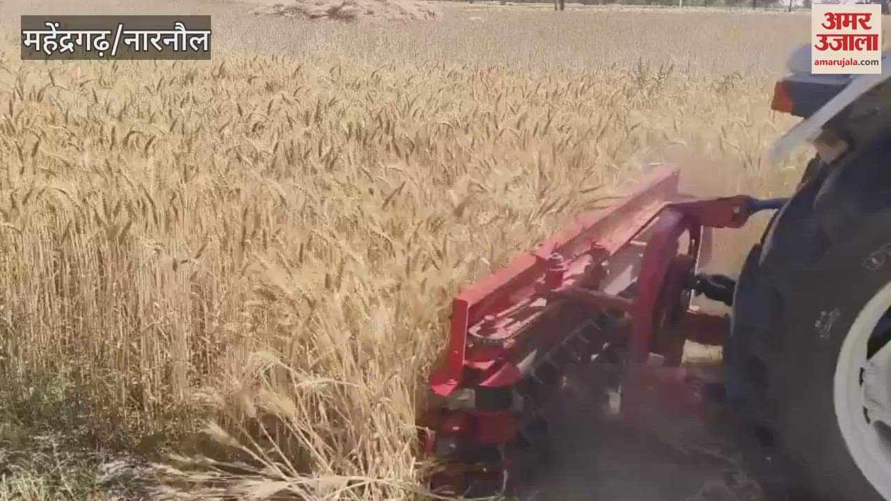 VIDEO : महेंद्रगढ़ में गेहूं की कटाई में किसान ले रहे हैं रिपर का सहारा