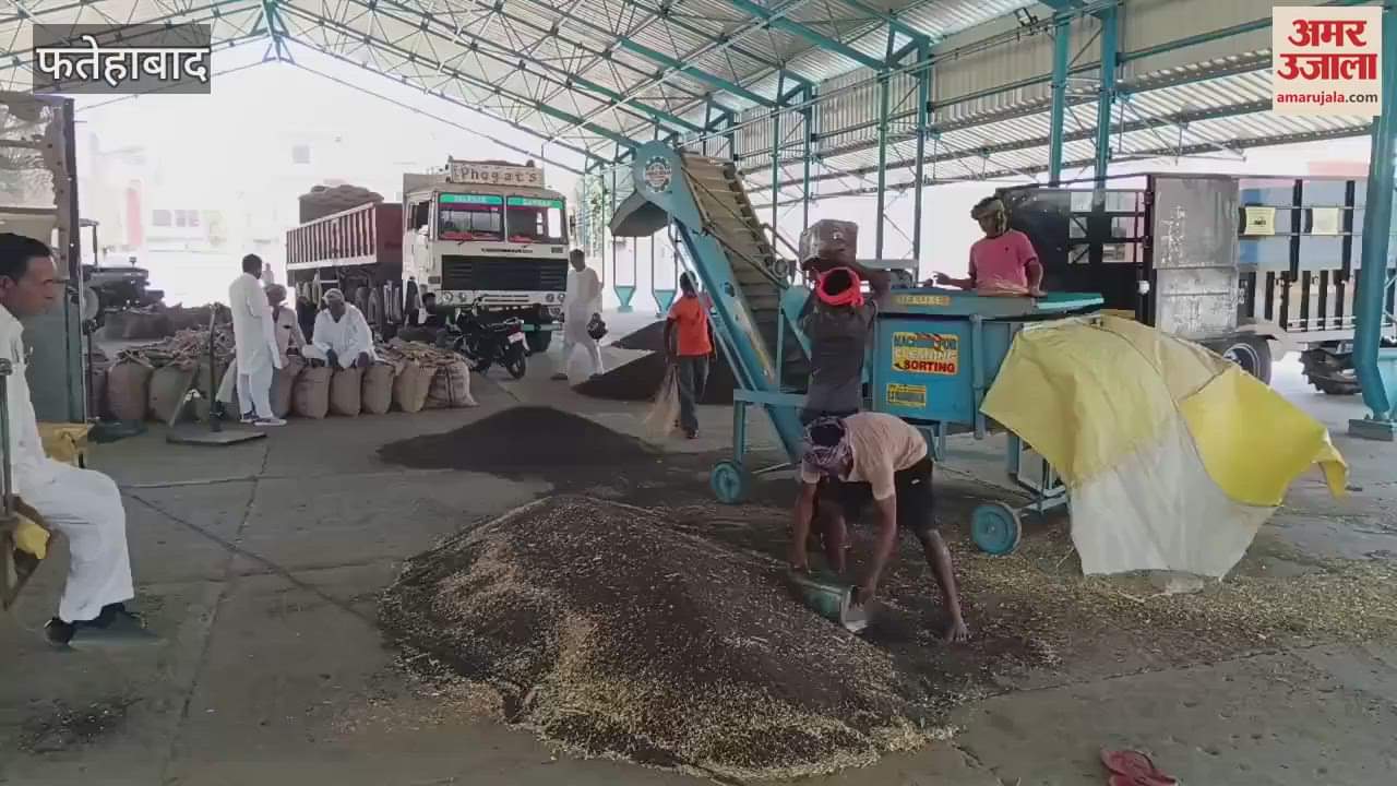 VIDEO : फतेहाबाद की अनाज मंडिया में सरसों की आवक में हुई तेजी