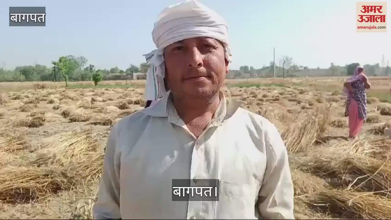 VIDEO : Weather hit: Wheat harvesting started before time, chances of decrease in production