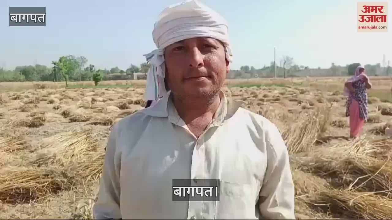 VIDEO : Weather hit: Wheat harvesting started before time, chances of decrease in production