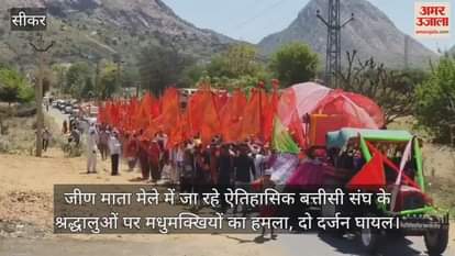 Sikar News Bees attack devotees of Batisi Sangh going to Jeen Mata fair more than 20 people injured