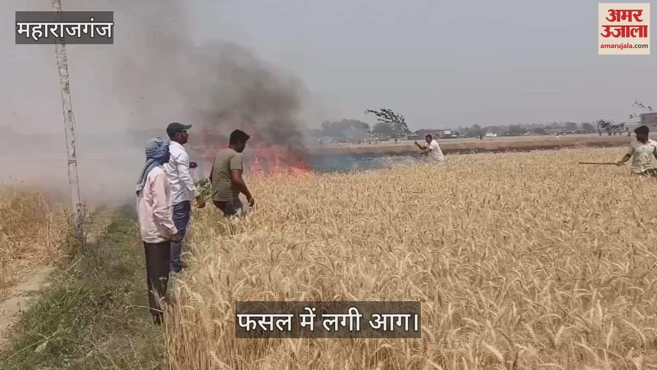 VIDEO : Wheat crop caught fire in Maharajganj