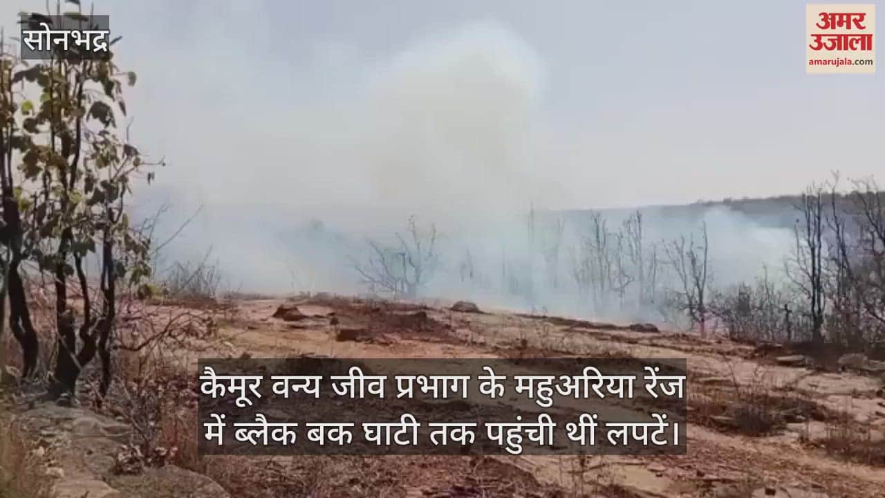 VIDEO : The flames had reached the Black Buck Valley in the Mahuaria Range of the Kaimur Wildlife Division in Sonbhadra