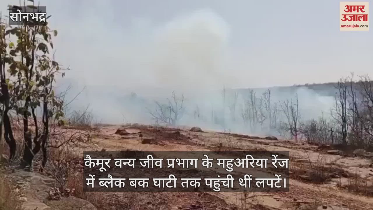VIDEO : The flames had reached the Black Buck Valley in the Mahuaria Range of the Kaimur Wildlife Division in Sonbhadra