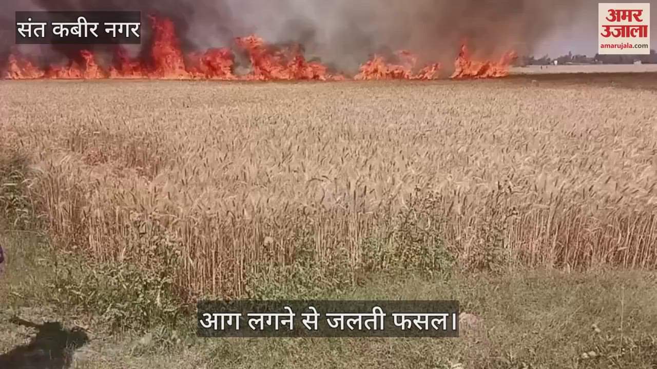 VIDEO : Fire broke out in a wheat field, more than 100 bighas of crop burnt to ashes