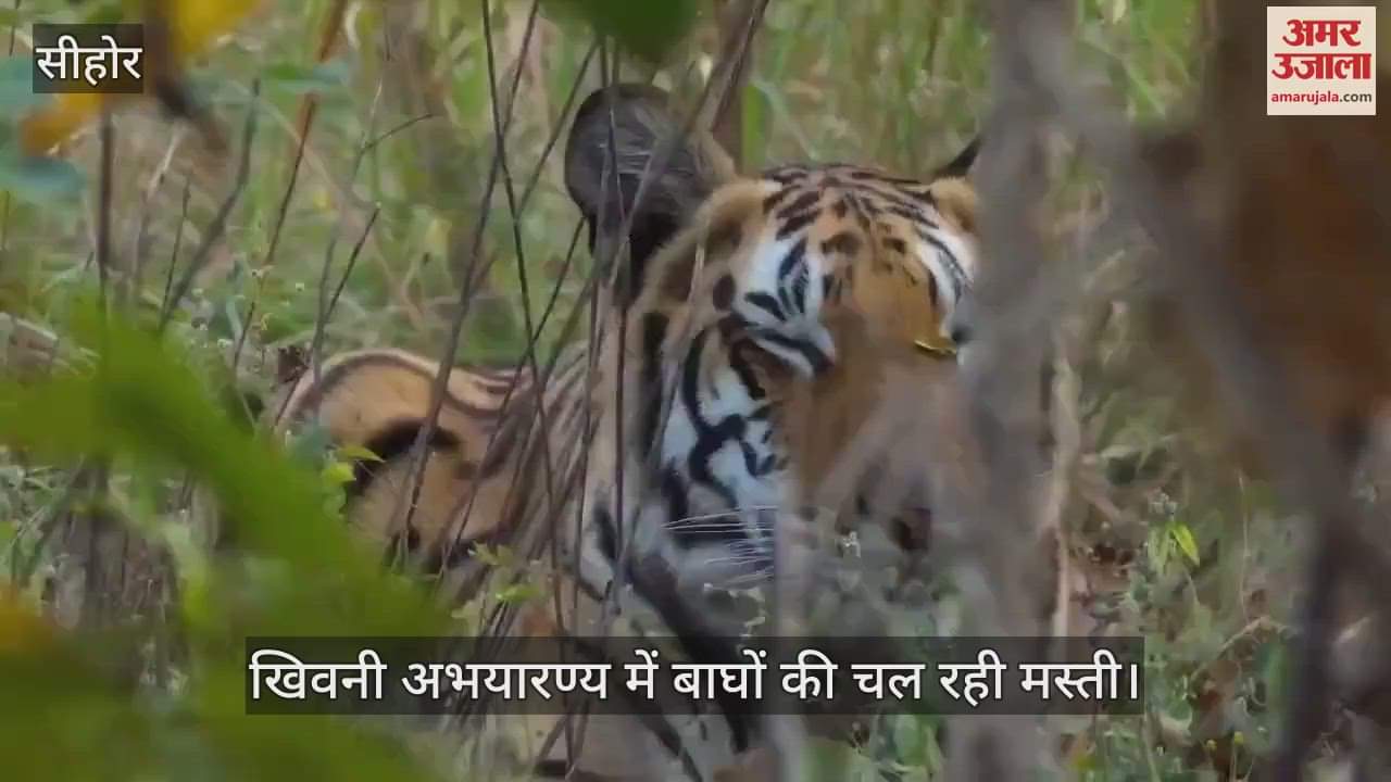 MP News Increase in number of tigers in Khivni Sanctuary giving peace to heart watch video