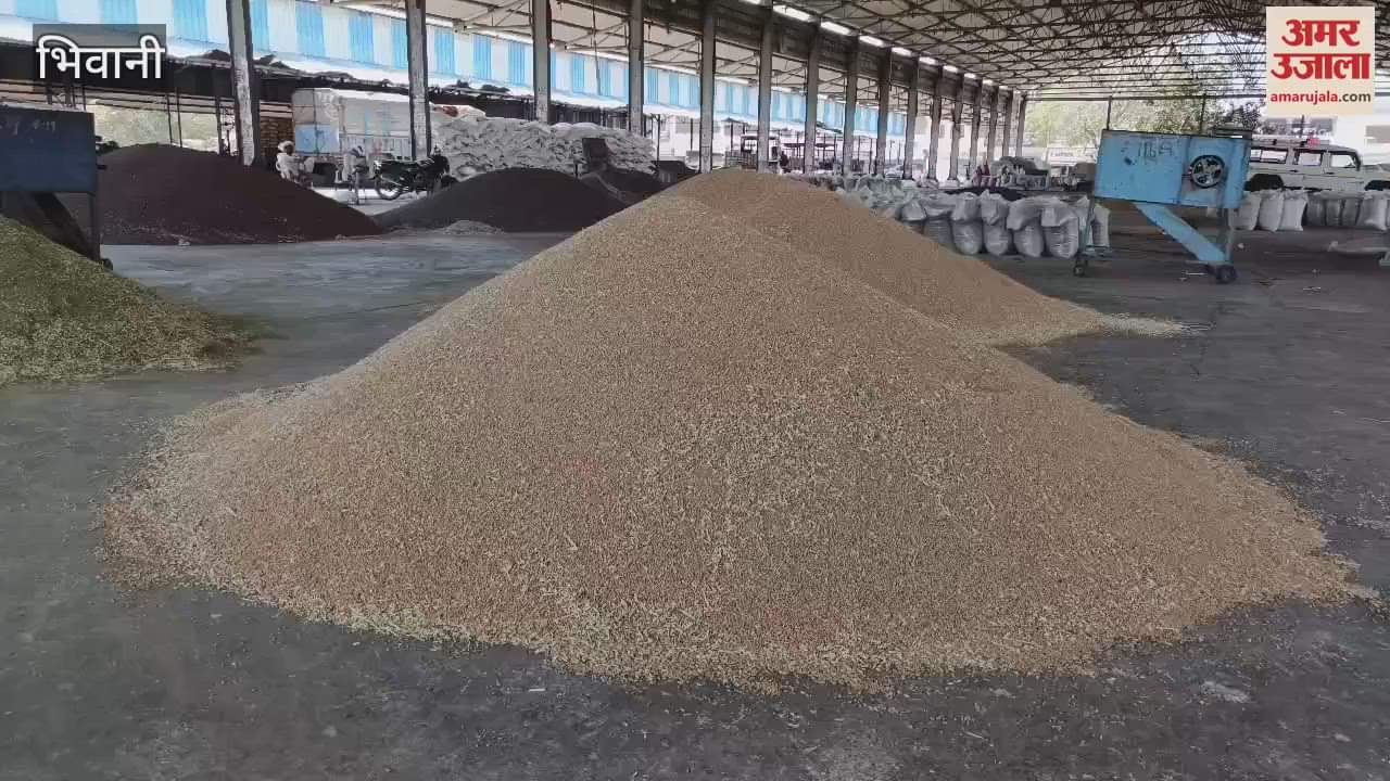 VIDEO : Two heaps of wheat reached the district headquarters market on the first day in Bhiwani, officials were absent
