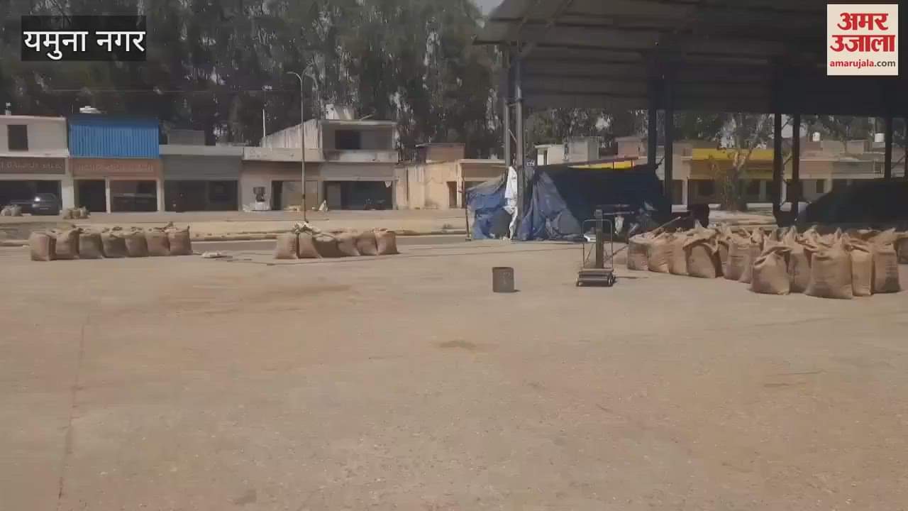 VIDEO : Wheat did not reach the mandis of Yamunanagar, waiting for harvesting