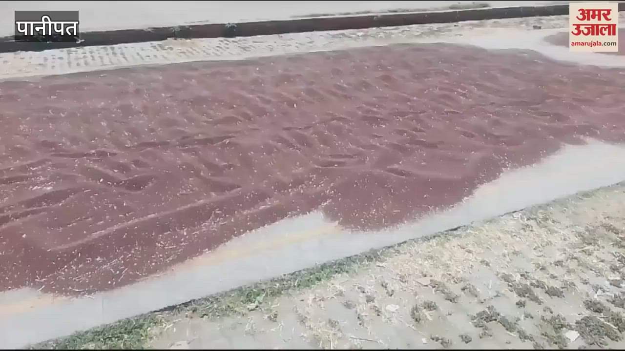 VIDEO : 12 Mandis and centers were made for the purchase of wheat in Panipat, adequate arrangements could not be made in the Mandis