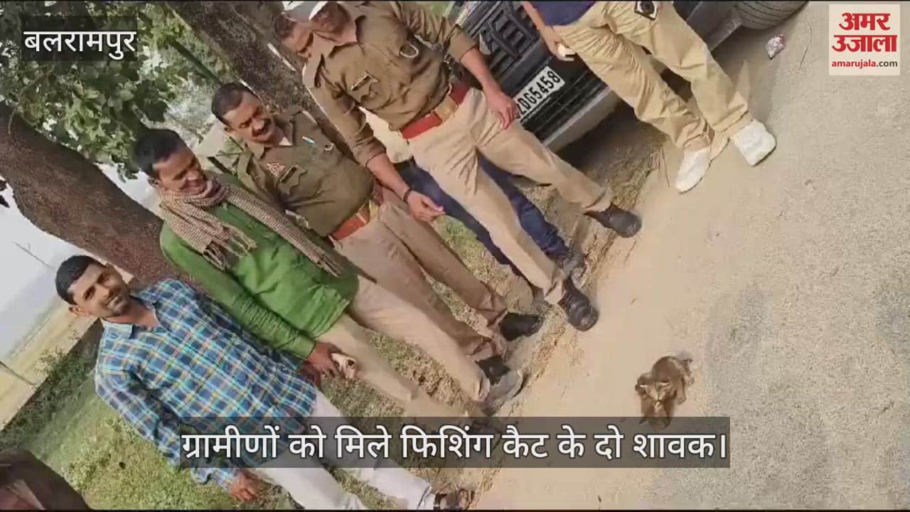 VIDEO : बलरामपुर में ग्रामीणों को मिले फिशिंग कैट के दो शावक, देखने वालों की लगी रही भीड़
