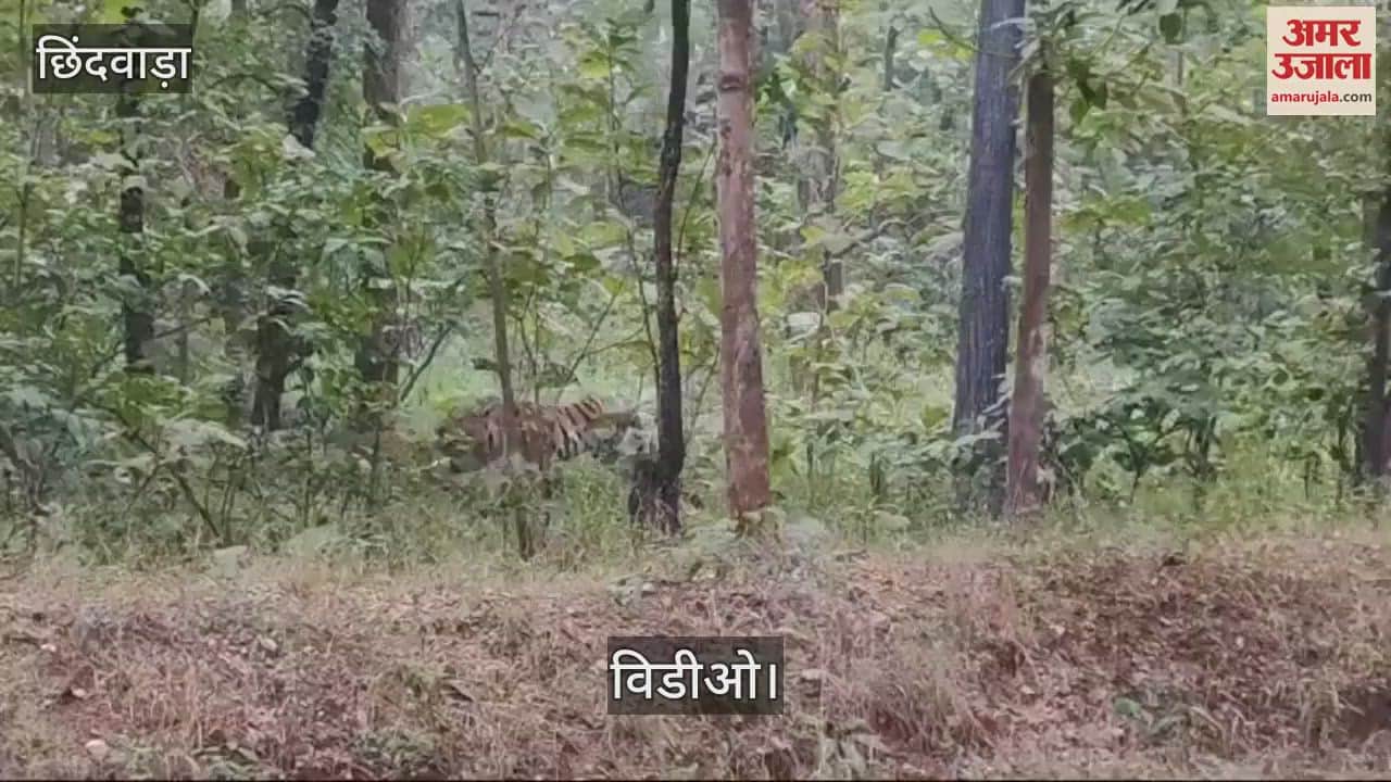 Chhindwara News Tigress seen playing with Sheetal child in Pench National Park watch video