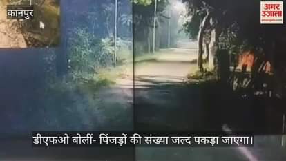 VIDEO : Leopard in IIT  Kanpur, हेल्थ सेंटर के पास सीसीटीवी में हुआ कैद, DFO बोलीं- पिंजड़े बढ़ाकर जल्द पकड़ा जाएगा