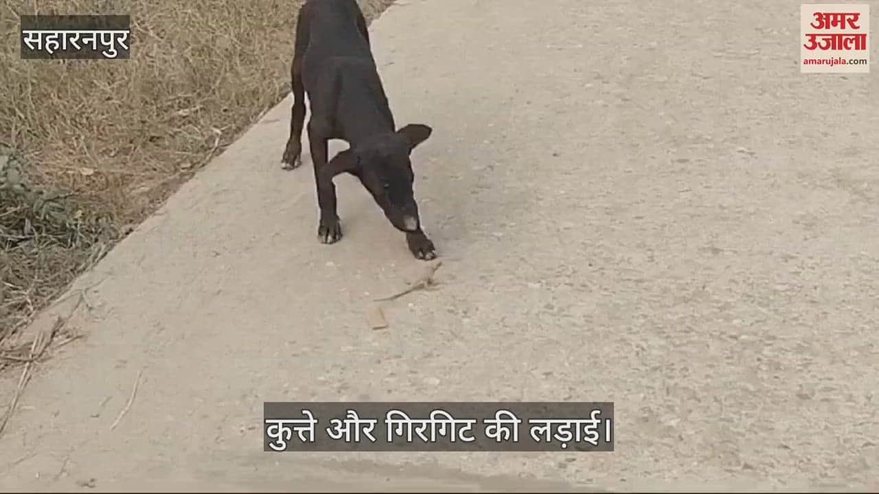 VIDEO : You would have never seen such a fight between a dog and a chameleon