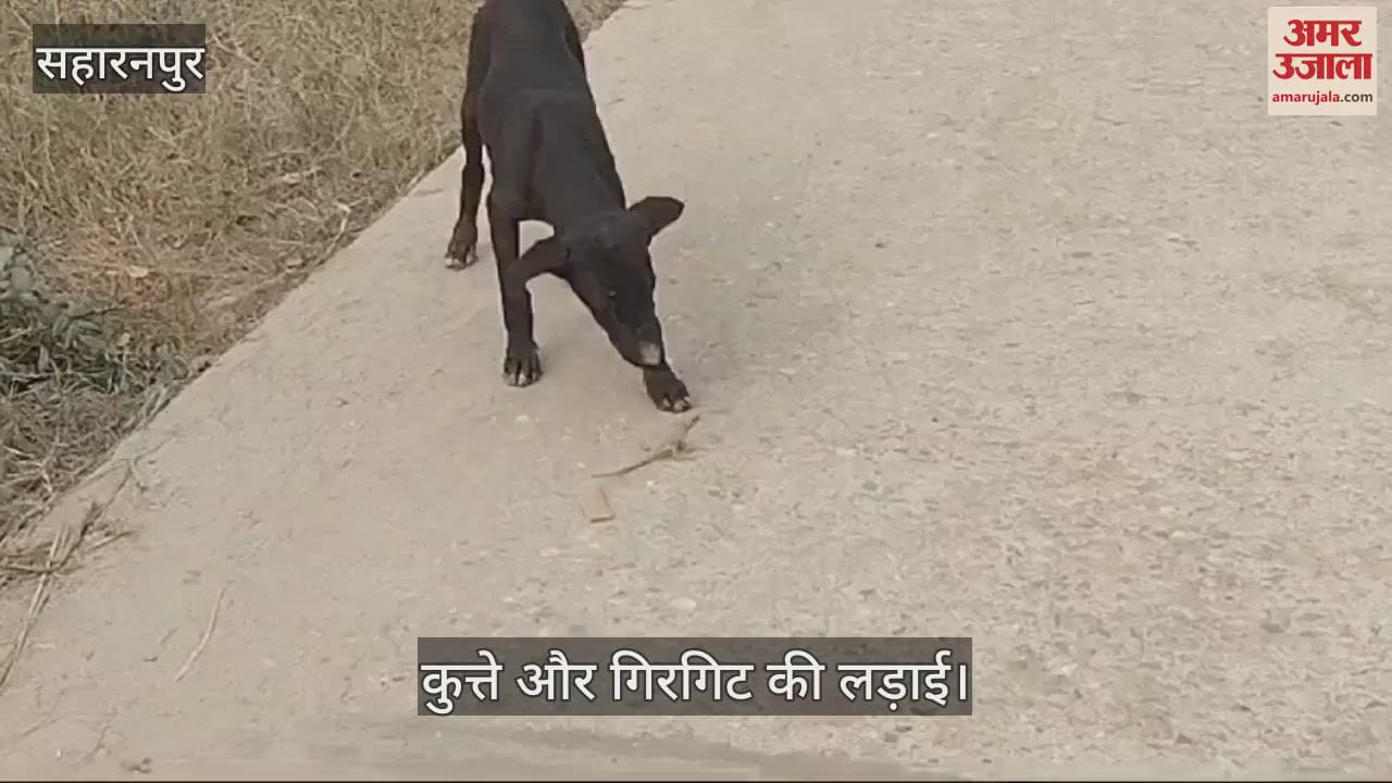 VIDEO : You would have never seen such a fight between a dog and a chameleon