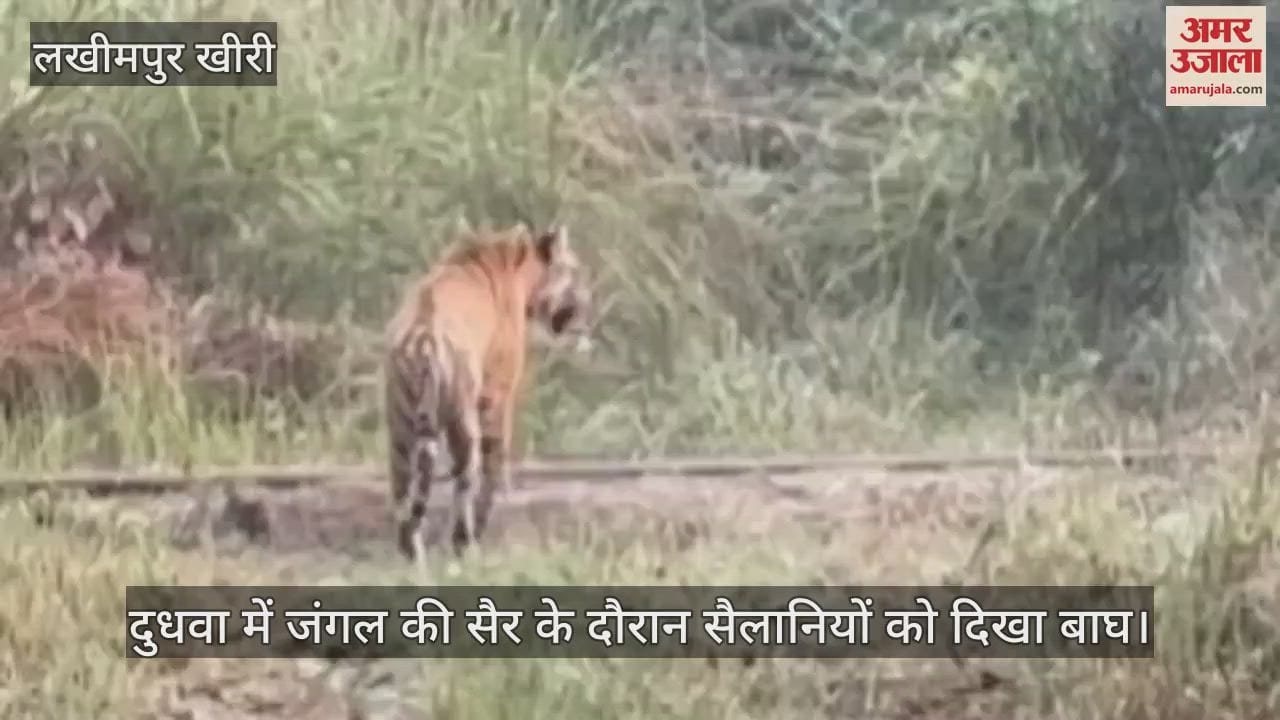 VIDEO : दुधवा में जंगल की सैर के दौरान सैलानियों को दिखा बाघ, मोबाइल में कैद की तस्वीर
