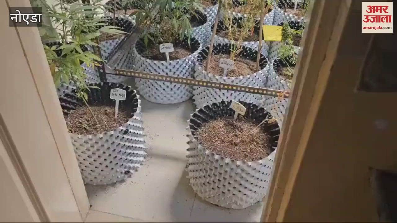 VIDEO : ganja in flat and sold it through the dark web