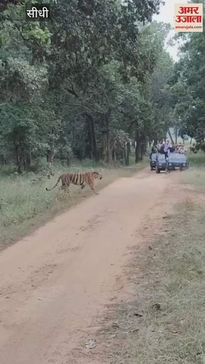 Sidhi News Tiger and his family went for morning walk see video viral on social media
