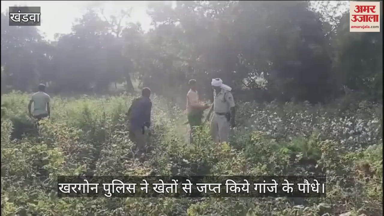 Khargone: Police harvested illegal ganja crops in the fields and seized worth Rs 30 lakh