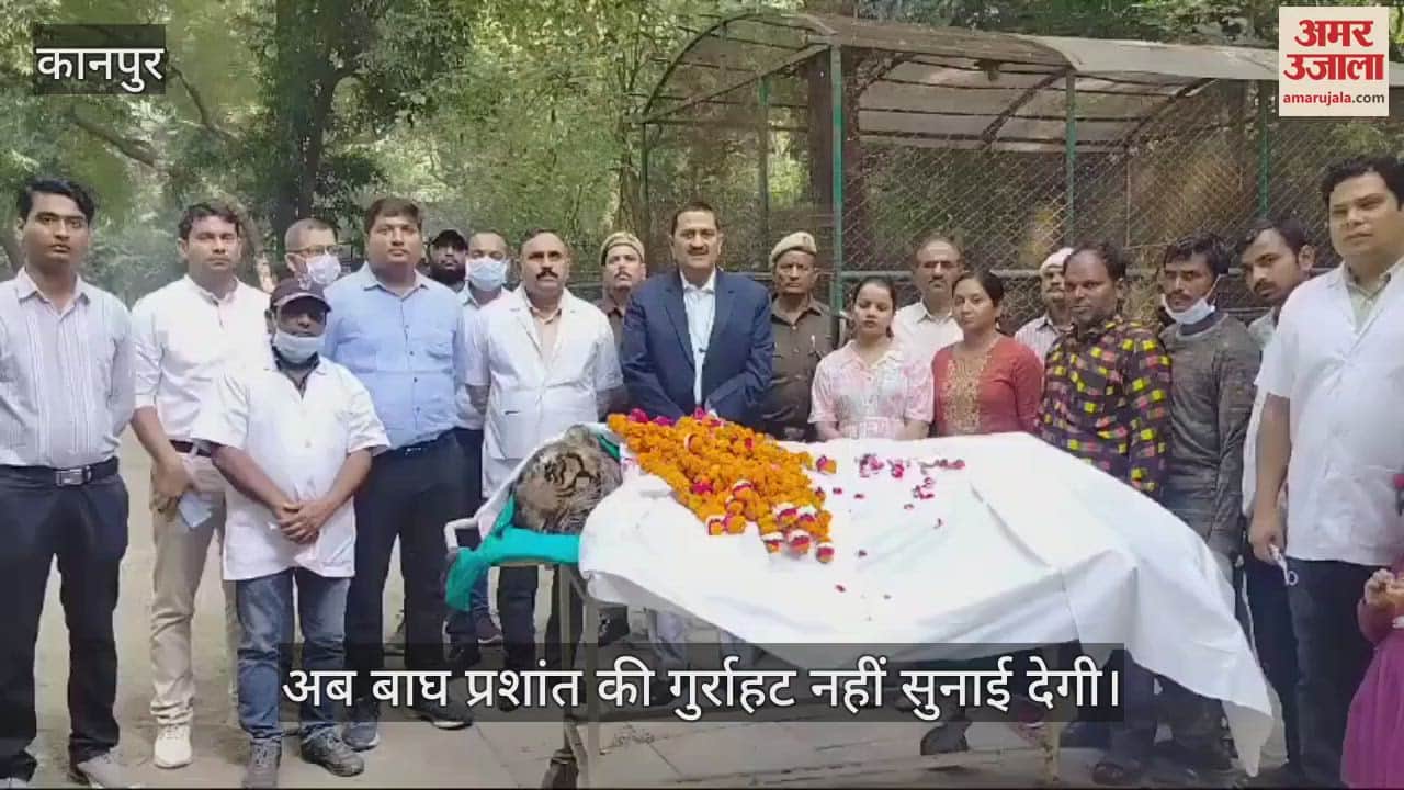 VIDEO : कानपुर में सबसे बूढे़ बाघ प्रशांत ने तोड़ा दम, लंबे समय से चल रहा था बीमार, चिड़ियाघर में शोक की लहर