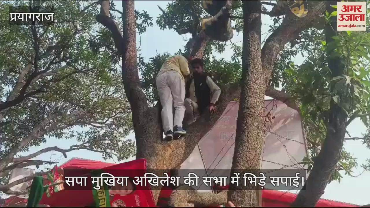 VIDEO : Chaos in the meeting of former CM Akhilesh Yadav, fighting after supporters who climbed the tree were removed