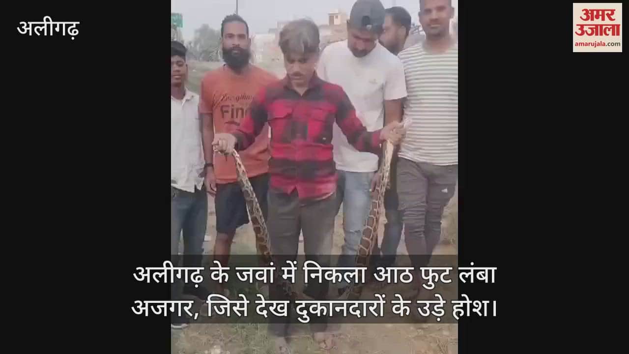 VIDEO : अलीगढ़ के जवां में निकला आठ फुट लंबा अजगर, जिसे देख दुकानदारों के उड़े होश