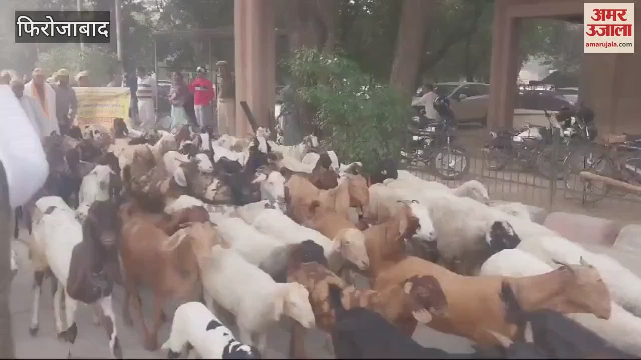 VIDEO : फिरोजाबाद के जिला मुख्यालय में घुसा दीं भेड़ और बकरियां, धनगर समाज के लोगों ने इस मांग को लेकर किया अनोखा प्रदर्शन