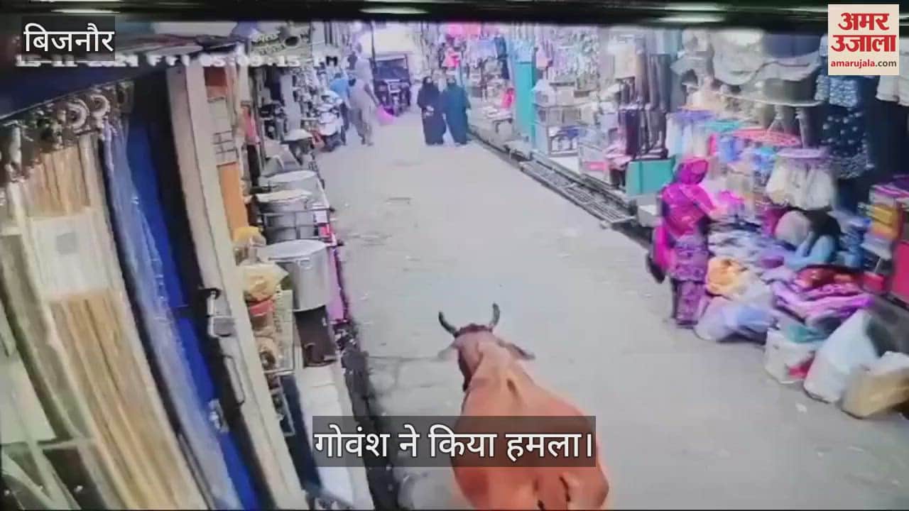 VIDEO : In Bijnor, a destitute cow picked up and threw an old man walking on the road, injured