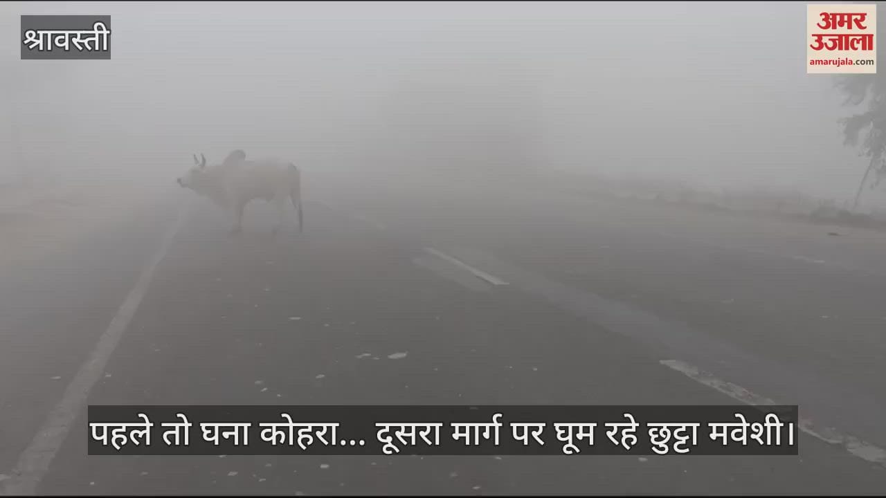 VIDEO : पहले तो घना कोहरा... दूसरा मार्ग पर घूम रहे छुट्टा मवेशी, लोगों की परेशानी हुई दोगुना