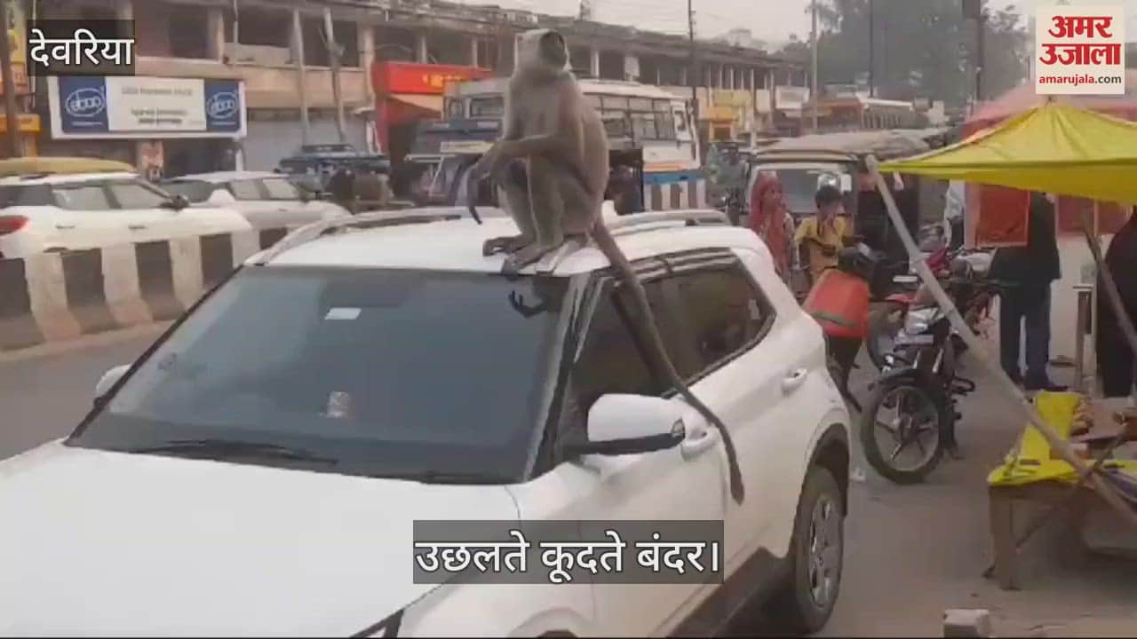 VIDEO : Monkeys climbed on the car and blocked the road for half an hour