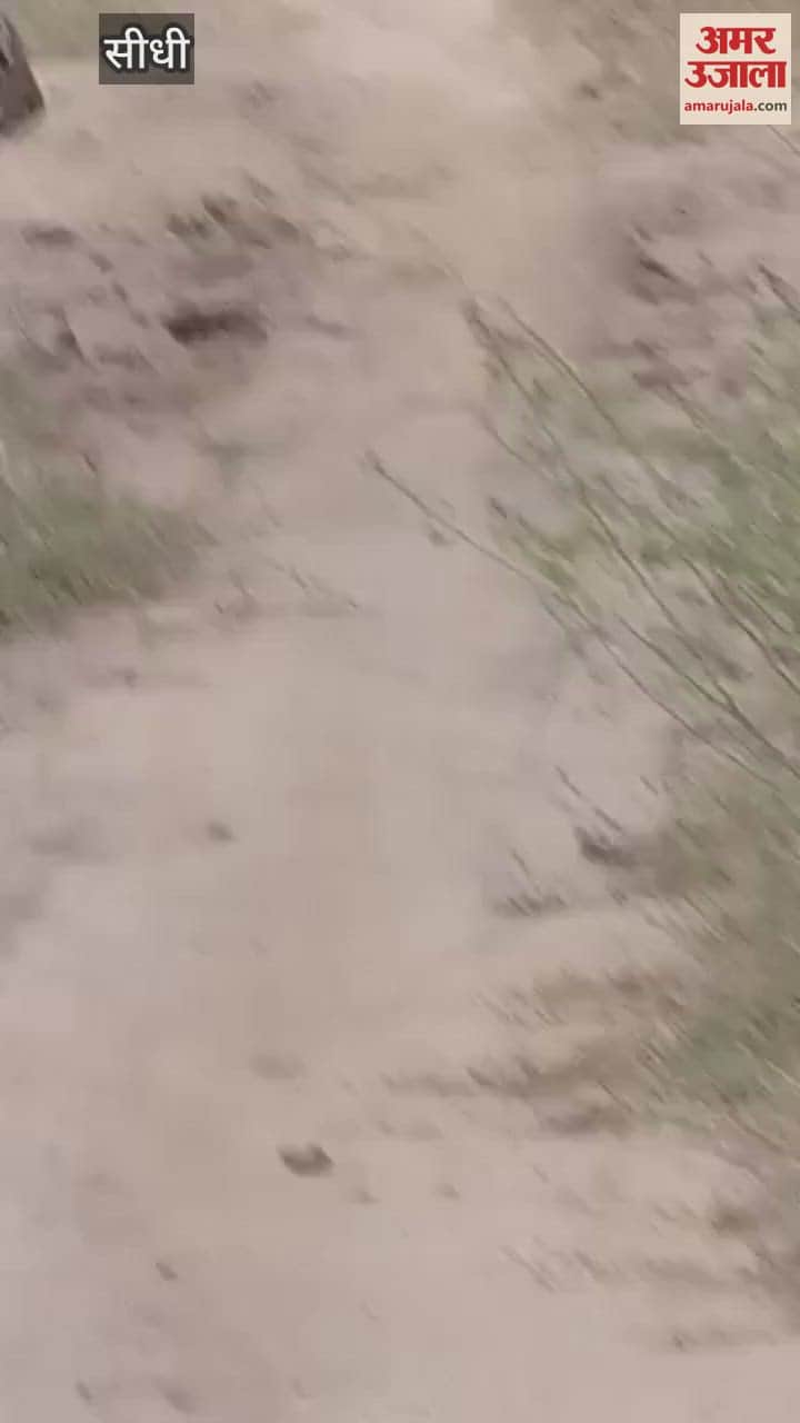 Tigers of Tiger Reserve are becoming friendly with tourist in sidhi