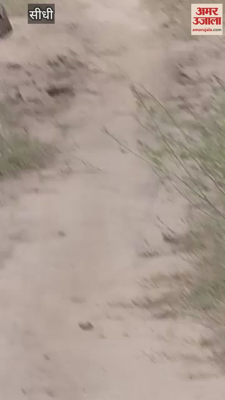 Tigers of Tiger Reserve are becoming friendly with tourist in sidhi